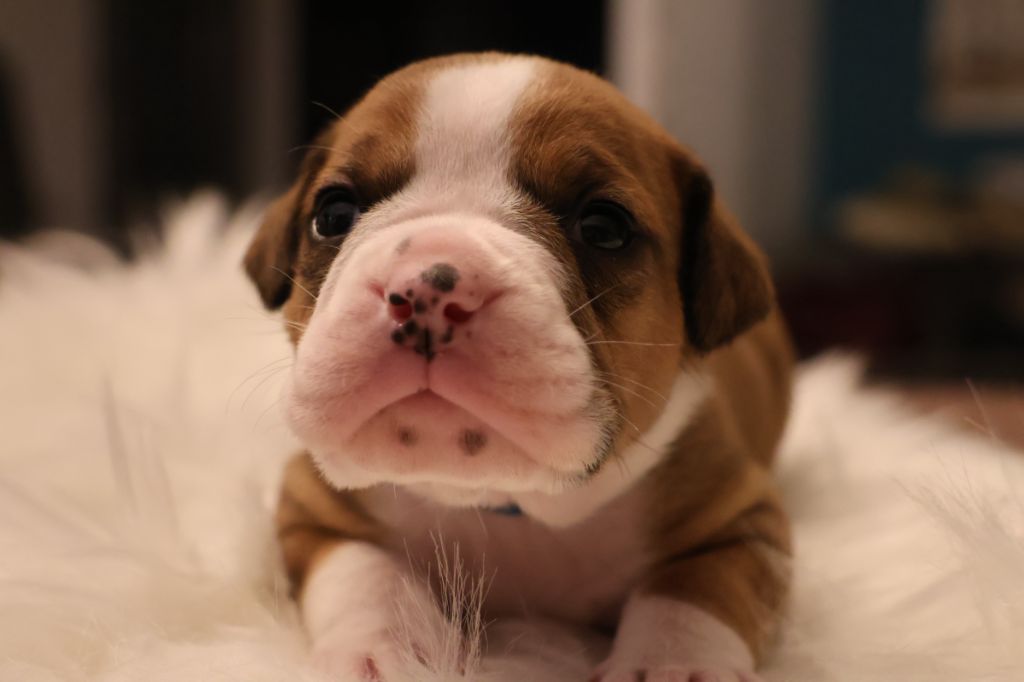Des Trésors Des Monts Noirs - Chiots disponibles - Bulldog continental
