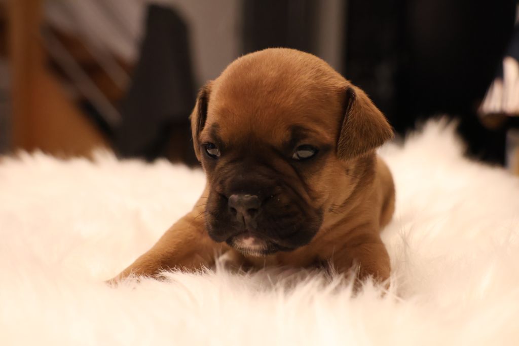 Des Trésors Des Monts Noirs - Chiots disponibles - Bulldog continental