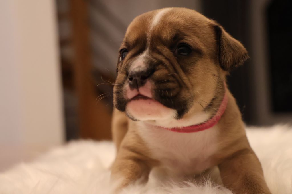 Des Trésors Des Monts Noirs - Chiots disponibles - Bulldog continental