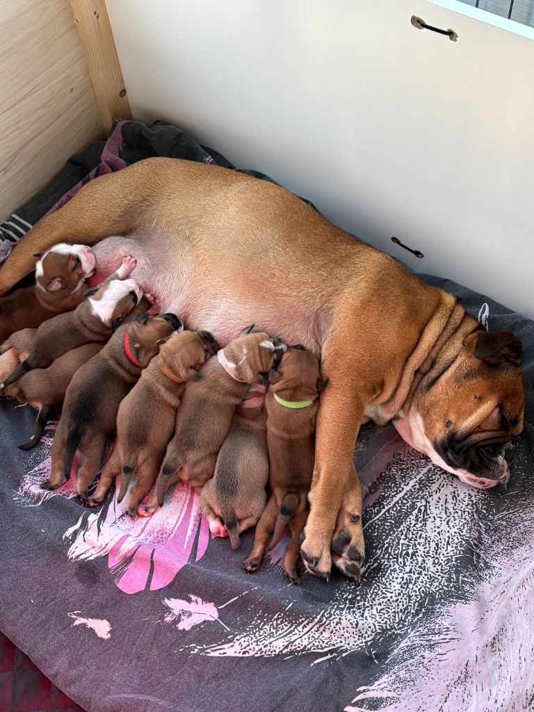 Chiot Bulldog continental Des Trésors Des Monts Noirs